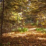 Fall Hiking Trail